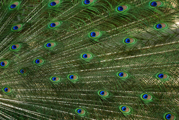 Blue peacock spreading colorful tail feathers at Khon Kaen Zoo, Thailand. Beautiful wildlife concept. Beautiful birds.