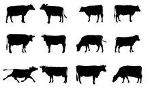 Cow Silhouette Collection