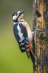 Poster - Great spotted woodpecker in portrait