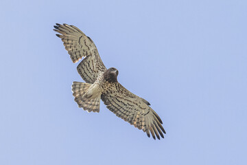 Sticker - Short-toed Snake Eagle flying on thermals