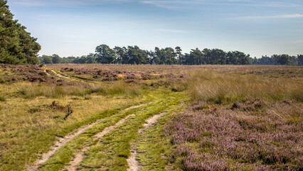 Wall Mural - Walking track in heathland of Deelerwoud nature reserve