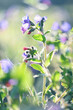 Lungwort flower field. Food and drinks ingredient. Fresh medicinal Pulmonaria obscura wild plant. Seasonal background. Blooming Lungwort meadow background on summer sunny day. Tea and tincture herb.