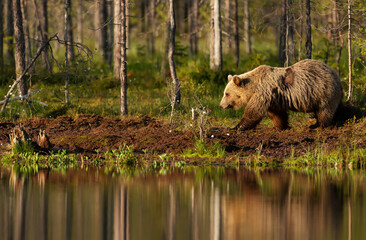 Wall Mural - Eurasian Brown bear walking by a pond in a forest in autumn