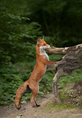 Wall Mural - Cute red fox standing on hind legs in a forest