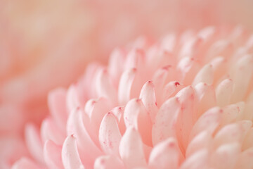 Canvas Print - Chrysanthemum flower macro shot.