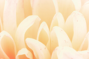 Canvas Print - Chrysanthemum flower macro shot.