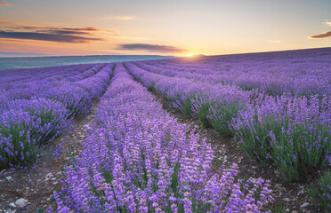 Wall Mural - Meadow of lavender at sunset.