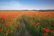 Spring meadow of poppies.