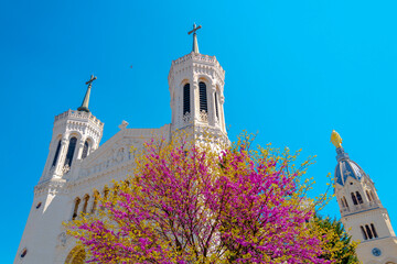 Wall Mural - The Basilica of Our Lady of Fourvière, or La Basilique Notre Dame de Fourvière over the pink Forest Pansy Redbud flowers in Lyon, France