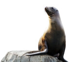 Fototapeta Zwierzęta - PNG illustration with a transparent background of a sea lion striking a pose on a rock