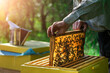 Beekeeper removing honeycomb from beehive. Person in beekeeper suit taking honey from hive. Farmer wearing bee suit working with honeycomb in apiary. Apiary as a hobby. Organic farming. Copy-space