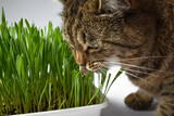Fototapeta Koty - Striped cat eats green grass, green succulent grass for cats, sprouted oats are good for cats.