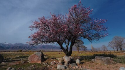 Sticker - One big apricot tree blooming on mountains background, Kyrgyzstan