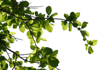 Wall Mural - Green tree branch isolated on white background