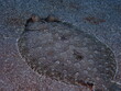 flounder flat fish underwater camoufflage o sand ocean scenery