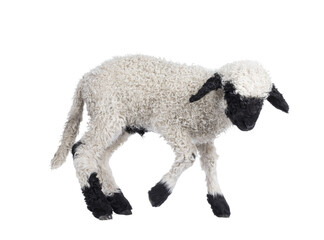 Wall Mural - adorable one and a half week old walliser schwartznase aka valais blacknose lamb, dancing on his fee