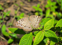 Brown Butterfly With Patterned Motifs On Its Wings