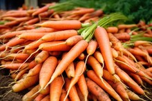 A Pile Of Freshly Picked Carrots On A Farm