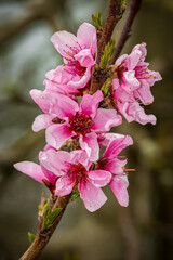 Wall Mural - Fiori rosa 