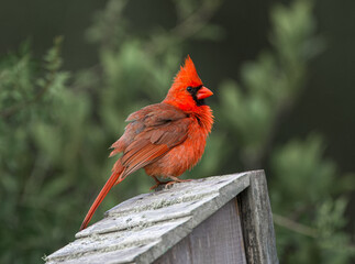 Wall Mural - fluffy male northern cardinal - cardinalis cardinalis - perched on roof of bird nesting box, bright 