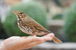 Beautiful brown bird with brown spots on the hands of a person. Song Thrush,Turdus Philomelos. 