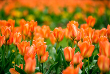 Beautiful Orange Tulips Blooming In Spring Colours.
