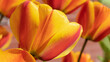 Kolorowe kwiaty tulipanów podświetlone zachodzącym wiosennym słońcem.