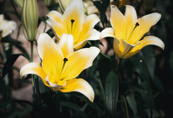 Wall Mural - Beautiful yellow and white lily flower in garden, flower background