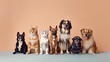 Dogs and cats lined up together for a portrait in front of a seamless pink background. Mixed breeds at an animal shelter. generative AI
