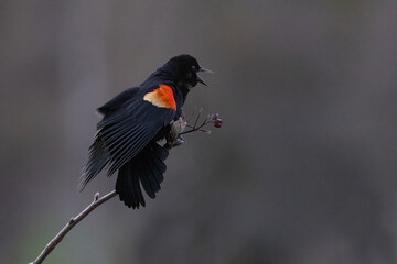 Sticker -  red-winged blackbird (Agelaius phoeniceus)