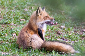 Wall Mural - Female red fox in spring