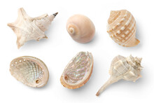 Set / Collection Of Small Sea Shells, A Conch, And Sea Snails Over A Transparent Background, Isolated Ocean, Summer And Vacation Design Elements, Top View / Flat Lay
