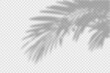 © Roman - Shadow overlay of palm tree branch. Transparent overlay shadow effect from tropical palm leaves. Realistic soft light effect of shadows and natural light on transparent background. Vector.