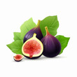 A collection of fig vector images.