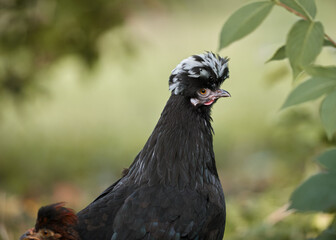 Sticker - Black Poland chicken against blurred green background