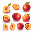 Nectarine fruit illustration set with various styles and poses
