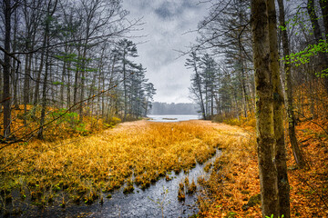 Wall Mural - The storm came out of nowhere this Aril Spring Day and dropped sleet and snow on us as we hiked Chenango Valley State Park in Upstate NY.  Grass is a Golden Hue in Overcast Light.