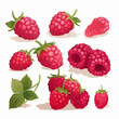 Illustrate your summer-themed projects with these raspberry vector graphics.