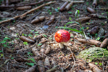 Small Red Toadstool Growing In The Soil Of The Forest Among Cones, Clovers, Grass And Moss. Illuminated By Sun's Ray.