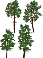 Wall Mural - four high green pine trees set on white