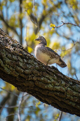 Wall Mural - a female wood duck on a high branch calling for mate.