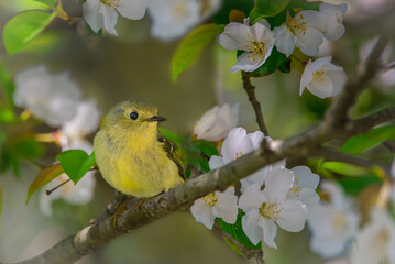 Wall Mural - an american goldfinch, spinus tristis, bird on a branch of crabapple surrounded with blossoms.