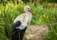 Large White Stork Preening And And Looking Curiously At The Camera 