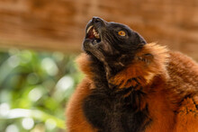 Red Ruffed Lemur Eating A Piece Of Banana And Pulling Funny Faces.  Close Up Portrait Of Red Ruffed Lemur Face