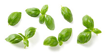 Mediterranean Herbs: Fresh Basil. Set Of Six Isolated Leaves, Twigs And Tips Over A Transparent Background, Subtle Natural Shadows, Top View / Flat Lay
