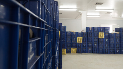 Wall Mural - Eggs in a basket neatly arranged in a temporary storage room.