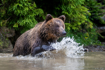 Wall Mural - wild brown bear on pond in the summer forest. animal in natural habitat. wildlife scene