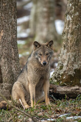 Wall Mural - Wolf in the forest up close. Wild animal in the natural habitat