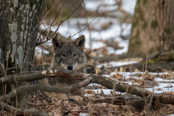 Wall Mural - Wolf in the forest up close. Wild animal in the natural habitat