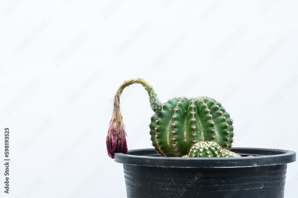 Echinopsis cactus with large wilting flower. The dehydrated collapsing  cells in the leaves and stems can no longer remain erect, and the plant  begins to wilt. Stock Photo | Adobe Stock